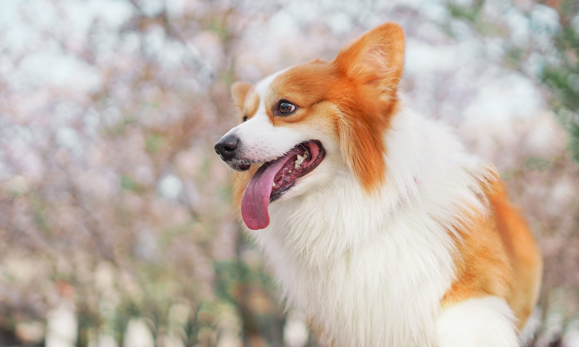 Artgerechte und Chemiefreie Tiernahrung