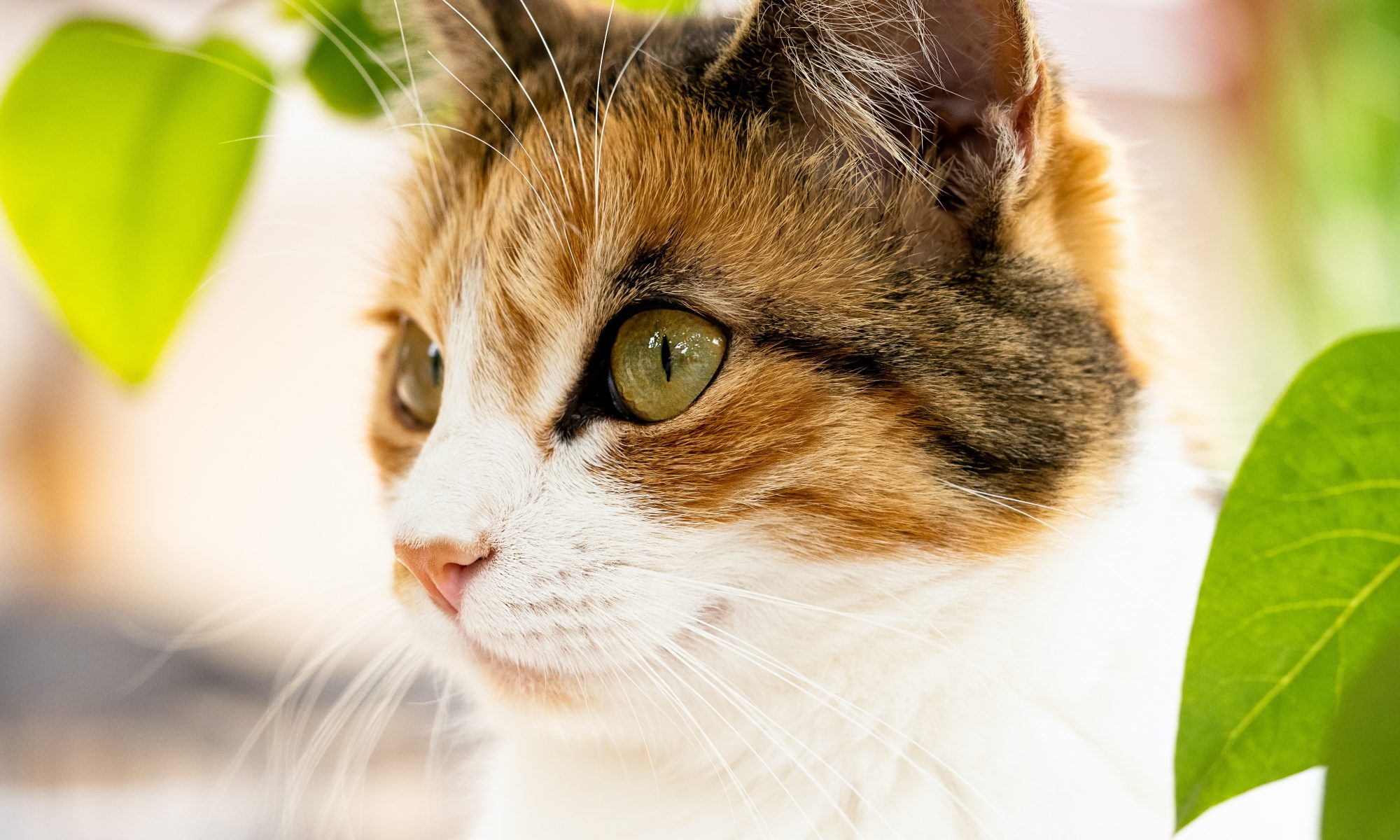 Artgerechte und Chemiefreie Tiernahrung